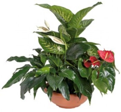 interflora_product_6064